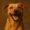 Cropped dieren humor 1.jpg