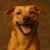 Cropped dieren humor 1.jpg